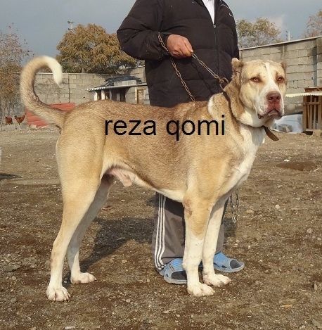 Sidovy - En solbränna med svart persisk Sarabi Dog står i smuts och den ser fram emot. Orden - reza qomi - är överlagrade. Det finns en man som bär grå byxor, en svart kappa och blå sandaler bakom hunden som håller i koppel. Hundens öron beskärs väldigt små.