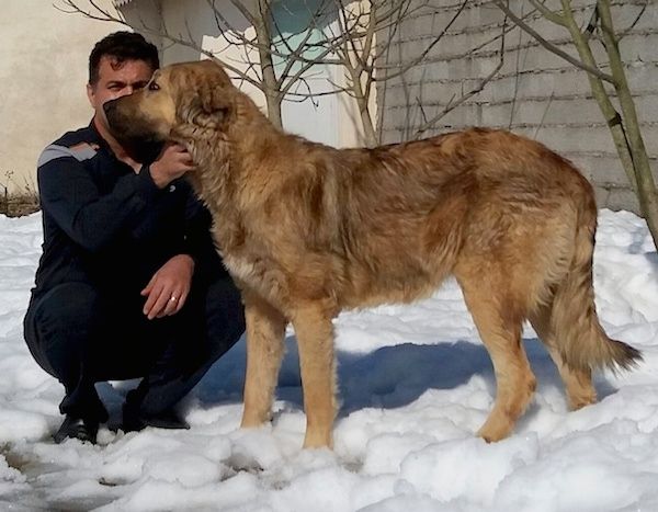 Een enorm lange hond met een dikke bruine kleur met zwarte vacht, een lange staart, zwarte snuit, donkere ogen en oren die naar de zijkanten hangen, staande in de sneeuw met een man die naast hem knielt.