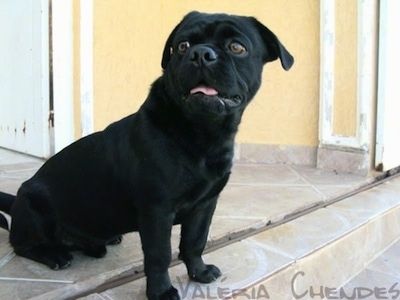 Den vänstra sidan av en korthårig, rosörad, svart Pughasa-hund som sitter högst upp på en yttre trappa och ser till vänster. Dess mun är öppen och tungan är ute. Hunden har stora runda bruna ögon och en stor svart näsa. Orden - Valeria Chendes - ligger överst i det nedre högra hörnet.