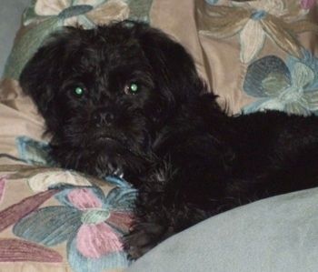 Κλείσιμο επάνω στο κεφάλι και στο πάνω μέρος του σώματος - Ένας μαύρος σκύλος Pughasa με επένδυση κυματιστό βρίσκεται πάνω σε ένα floral μαξιλάρι εκτύπωσης με ανυπομονησία. Μοιάζει με Ewok με συνοφρυώματα.
