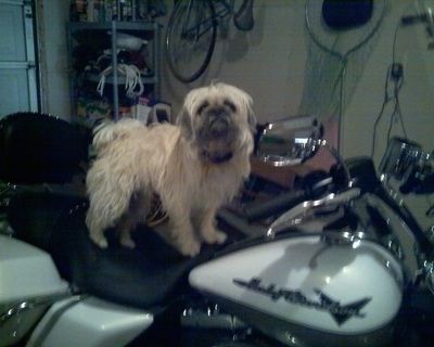 Vista lateral - Um cachorro peludo e bronzeado da raça Pughasa está parado em cima de uma motocicleta Harley Davidson olhando para cima e para frente dentro de uma garagem.