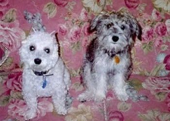 Dua orang Schnoodles sedang duduk di sofa cetak bunga dan mereka tidak sabar. Anjing pertama berwarna putih dan anjing kedua berwarna kelabu.