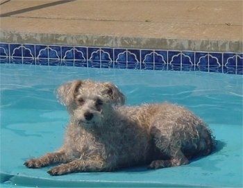 Bahagian kiri anjing Schnoodle tan yang berbaring di atas rakit terapung di kolam masuk.