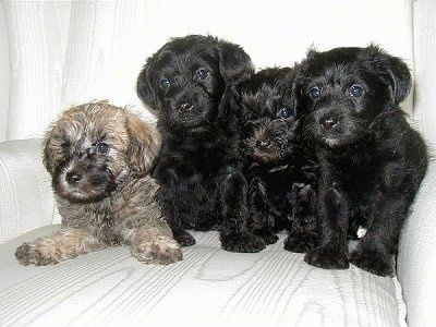 Empat Anak Anjing Schnoodle sedang duduk dan berbaring di sofa. Mereka melihat ke kiri dan kepala mereka condong ke hadapan. Anak anjing pertama berwarna cokelat dan hitam dan tiga yang lain semuanya berwarna hitam.