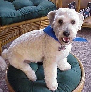 Sebiji aprikot Schnoodle mengenakan bandana berwarna biru dan ia memakai ottoman anyaman. Anjing itu memandang ke depan, mulutnya terbuka dan kelihatan seperti tersenyum. Ia mempunyai lapisan bercukur tebal.