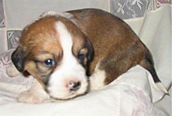 بند کرو - لیڈی ٹین ، سفید اور کالے کوپیکا کا کتے ایک کمبل پر بچھائے ہوئے ہیں