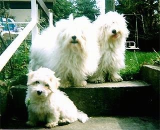 Двама възрастни Coton De Tulears седят в горната част на набор от външни стъпала. На едно стъпало от тях седи кученце от Котън Де Тулеар.
