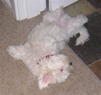 Anak anjing Ami the Coton De Tulear sedang tidur di punggungnya di atas karpet berwarna cokelat di dalam sebuah rumah