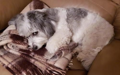 สุนัขตัวเล็กสีขาวและเทาเคลือบหยักหนานุ่มตัวเล็ก ๆ นอนลงบนผ้าห่มลายสก็อตสีน้ำตาลบนโซฟาหนังสีแทน