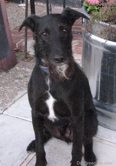 Önden Görünüş - Gül kulaklı, kısa tüylü siyah, çenesinde büyük bir gümüş saksının önünde bir kaldırımda oturan uzun siyah, gri ve beyaz saç sakalları olan beyaz bir tutam beyaz köpek.