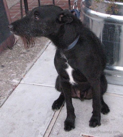 Vooraanzicht - Een kortharige zwarte met roze oren en een plukje witte hond met een langere pezige zwarte, grijze en witte baard van haar op zijn kin, zittend op een stoep voor een grote zilveren plantenbak die naar links kijkt.