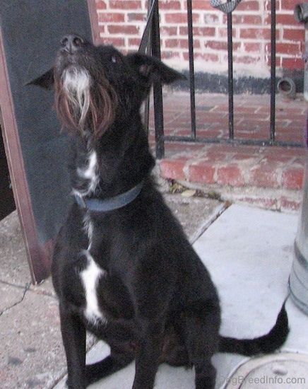 Widok z przodu - czarnoskóry krótkowłosy z różowymi uszami z kępką białego psa z dłuższą, żylastą czarną, szarą i białą brodą na brodzie, siedzący na chodniku przed dużą srebrną doniczką wyciągającą szyję, by spojrzeć w górę powietrze.