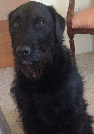 En svart hund med långt skägg av långt hår och en vågig kappa, svart näsa och bruna ögon som sitter på en matta bredvid en stol