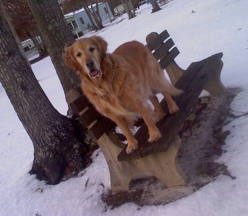Велика пасмина, дугодлаки, златни пас са ушима које висе у боковима, велика крвава просиједа њушка која стоји на клупи у парку вани у сњежни дан