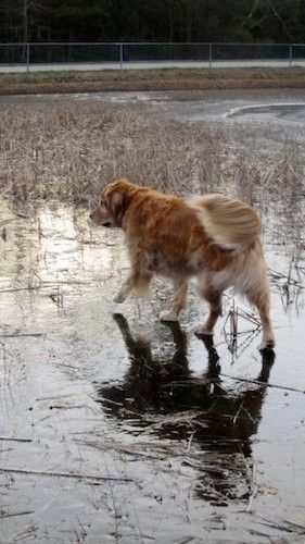 Пас велике златне боје златне боје с густим, густим поддлаком шета по леду по залеђеном рибњаку са травом која расте кроз лед