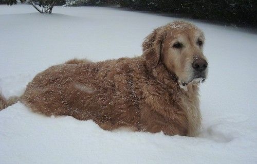 Велика пасмина, дебело пресвучен, златно-преплануо пас са великом главом, великом блокадном њушком са великим црним носом и тамним очима лежећи у снег са снегом који пада на њега и свуда око њега