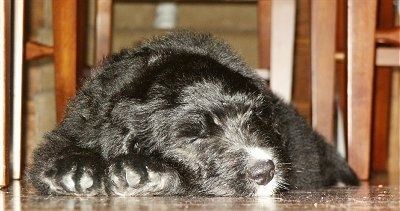 Primer pla: un cadell negre de Bernedoodle dorm sota una taula al costat de les cadires.