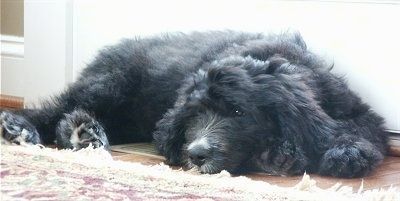 Čierne šteniatko Bernedoodle spí vedľa koberca a pred dverami.
