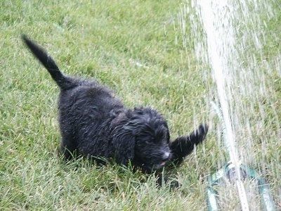 O lado direito frontal de um filhote de cachorro Bernedoodle preto que está brincando com a água que sai de um sistema de irrigação