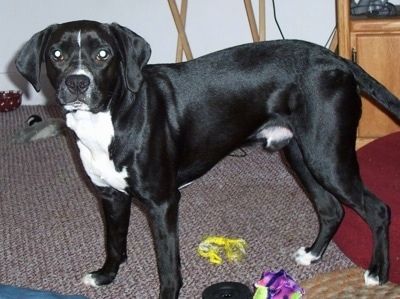 צידו השמאלי של שחור עם Boxspring לבן שעומד על פני שטיח, מעל צעצועי כלבים והוא מסתכל קדימה.