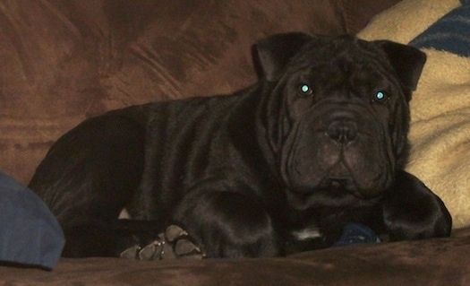 Matilda anak anjing Bull-Pei berbaring di sofa di hadapan bantal