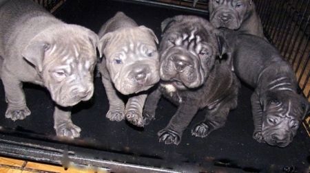 Lima anak anjing Bull-pei duduk di dalam peti anjing besar, tiga berwarna kelabu dan dua berwarna hitam