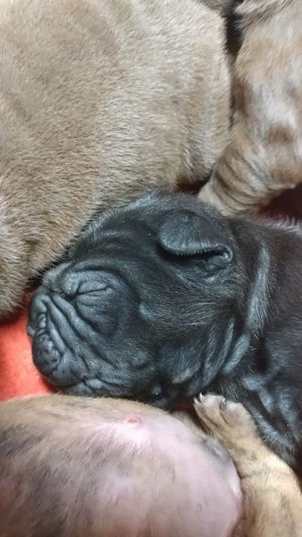 Close-up - Anak anjing kelabu kecil yang berkerut kecil dengan kepala bulat dan lipatan kecil di atas telinga dan banyak kulit tambahan berbaring di permukaan oren di sebelah tiga anak anjing kecil.