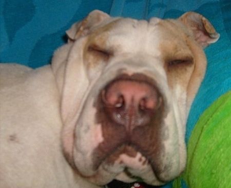Pukulan kepala jarak dekat - Daisy the Bull-Pei tidur di atas selimut