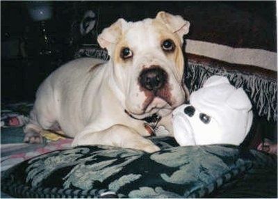 Daisy the Bull-Pei berbaring di atas katil di sebelah mainan yang kelihatan seperti Bulldog