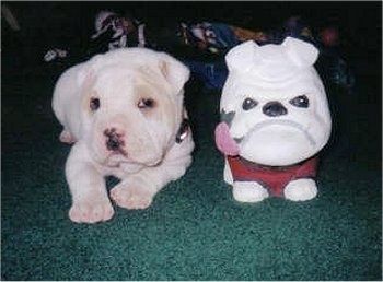 Daisy the Bull-Pei sebagai anak anjing yang meletakkan karpet di sebelah mainan yang kelihatan seperti Bulldog