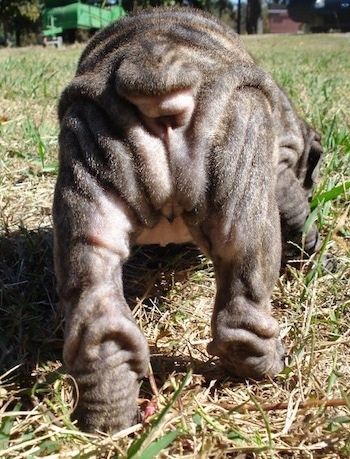 Close Up - hujung belakang anak anjing Yazmin Bull-Pei yang berbau tanah