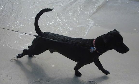 Бустер Дацхсадор стоји на плажи. Вода му се пере крај ногу, а он показује десно