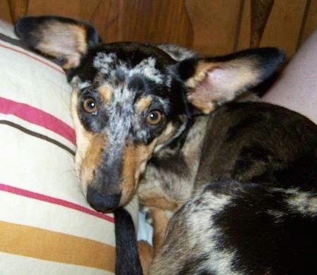 Nærbillede - Ozzy den sorte, brune, grå og hvide storørede Dorgi ligger på en seng ved siden af ​​en stribet pude