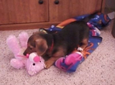 Daisy, a cachorrinha Dorgi preta e castanha, está deitada na frente de um armário de madeira em um tapete em cima de um cobertor azul, rosa, preto e marrom e mastigando uma boneca de pelúcia rosa