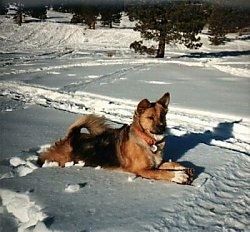 Остроухая коричнево-черная собака лежит на снегу и смотрит вперед.