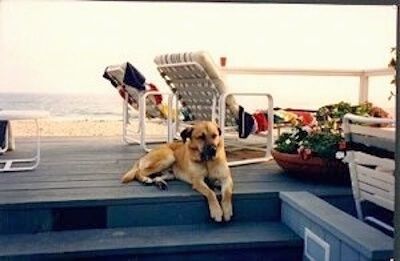 Загорелая собака лежит на деревянной террасе перед пляжем с шезлонгами и цветочными горшками.