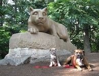 Bruno boksininkas, gulintis lauke su Spenceriu Pitbulio terjeru šalia Penn State universiteto liūto statulos