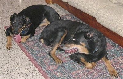 Dua orang Rotterman berbaring di atas permaidani. Anjing paling depan melihat anjing di belakangnya.