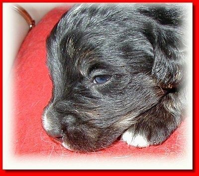 Yakın çekim kafa vuruşu - ten rengi ve beyaz bir siyah Altın Dağ köpeği köpek yavrusu kırmızı bir yastığın üzerinde yatıyor