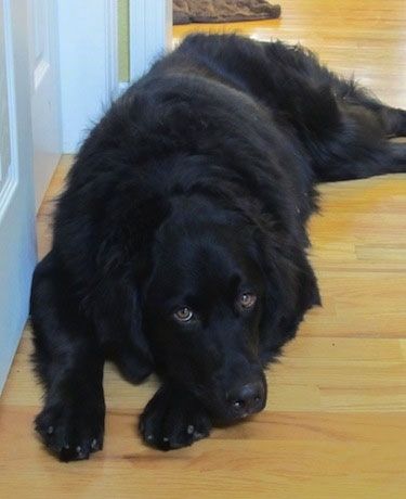Siyah bir Altın Dağ Köpeği bir kapının önünde parke bir zeminde yatıyor