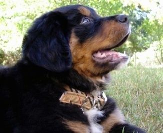 Close Up - Ten rengi ve beyaz bir siyah Altın Dağ köpeği bir tarlada yatıyor. Ağzı açık