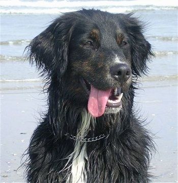 Üst vücut çekimini kapatın - Bir tutam beyaz Altın Dağ Köpeği ile siyah bir kumsalda kum üzerinde oturuyor. Ağzı açık ve dili dışarıda.