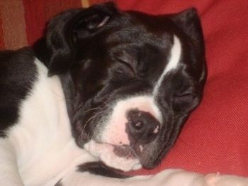 क्लोज अप - एक काले और सफेद बॉक्सपॉइंट पिल्ला का दाहिनी ओर जो एक सोफे पर, एक लाल तकिया पर सो रहा है।