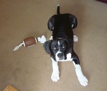Pohled shora na černé a bílé štěně Boxapoint, které leží na koberci, vedle fotbalové hračky a dívá se nahoru.