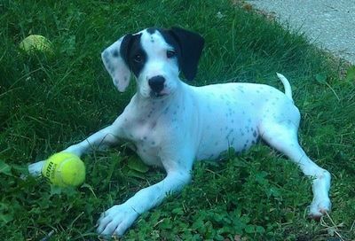 Bahagian kiri seekor anak anjing berwarna putih dengan Boxapoint hitam terletak di rumput dengan dua bola tenis di sekelilingnya dan ia melihat ke hadapan.