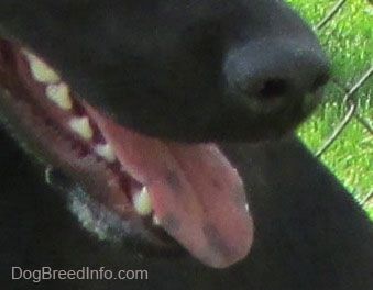 Primo piano - La lingua di un Labrador nero con macchie nere dappertutto