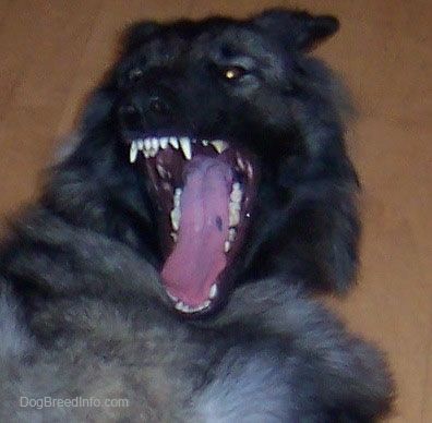 Šilono aviganis, klojantis ant kilimo, plačiai atmerkęs burną ir rodantis dantis. Jo liežuvyje yra vienaskaitos juoda dėmė