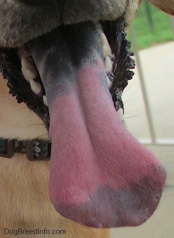 Närbild - En hundtunga som är svart mot munnen rosa i mitten och svart i slutet