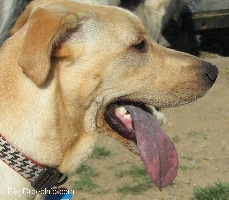 Sidovy - Dawkins Labrador Retriever-blandningen står ute i gräset med munnen öppen och tungan hela vägen ut till sidan