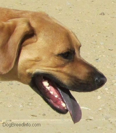 Nærbilde hodeskudd - En hund som står i skitt med munnen åpen og tungen ut. Tungen er svart